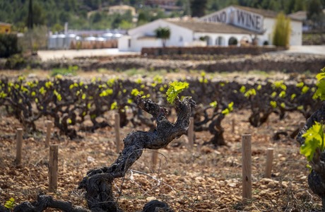 Великолепные вина провинции Аликанте: история, сорта и винодельческие районы